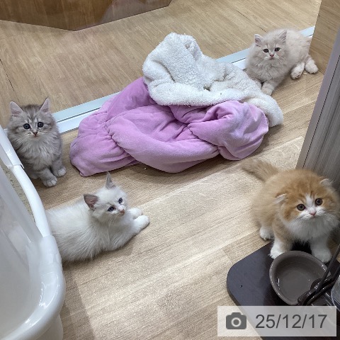 愛知県のスコティッシュフォールド (ペットプラス ナゴヤドーム前店/2025年10月12日生まれ/男の子/レッドタビーホワイト)の子猫の3枚目の画像