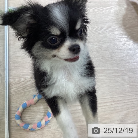 富山県のチワワ(ロング) (ペットプラス 高岡店/2025年10月8日生まれ/男の子/ブラックタンホワイト)の子犬の3枚目の画像