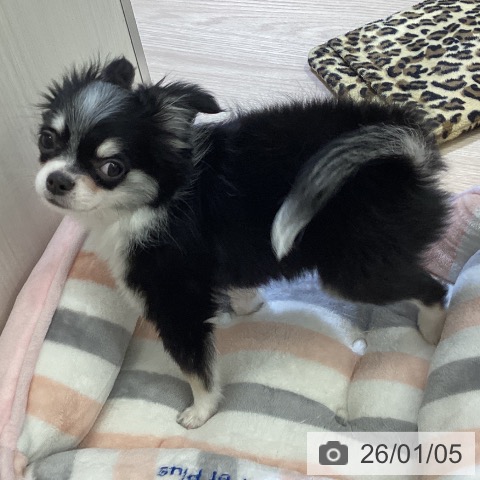 富山県のチワワ(ロング) (ペットプラス 高岡店/2025年10月8日生まれ/男の子/ブラックタンホワイト)の子犬の4枚目の画像