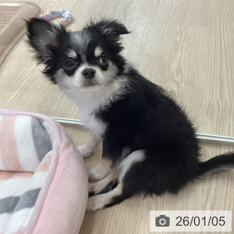 富山県のチワワ(ロング) (ペットプラス 高岡店/2025年10月8日生まれ/男の子/ブラックタンホワイト)の子犬の3枚目の画像