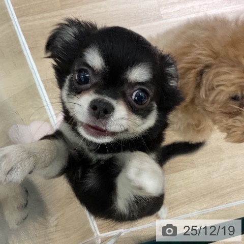 愛知県のチワワ(ロング) (ペットプラス イオンモール豊川店/2025年10月8日生まれ/女の子/ブラックタンホワイト)の子犬の3枚目の画像