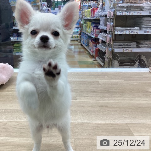 愛知県のチワワ(ロング) (ペットプラス みなと店/2025年10月8日生まれ/男の子/クリーム)の子犬の4枚目の画像