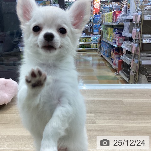 愛知県のチワワ(ロング) (ペットプラス みなと店/2025年10月8日生まれ/男の子/クリーム)の子犬の3枚目の画像