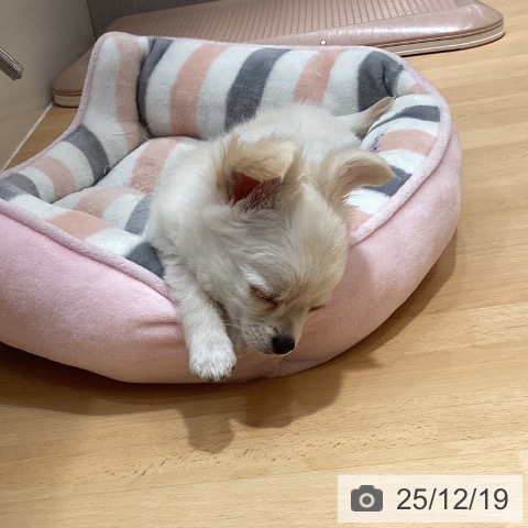 石川県のチワワ(ロング) (ペットプラス 新小松店/2025年10月10日生まれ/女の子/クリーム)の子犬の3枚目の画像