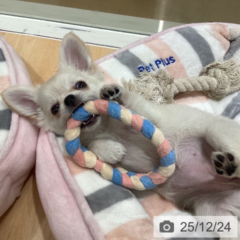 石川県のチワワ(ロング) (ペットプラス 新小松店/2025年10月10日生まれ/女の子/クリーム)の子犬の4枚目の画像