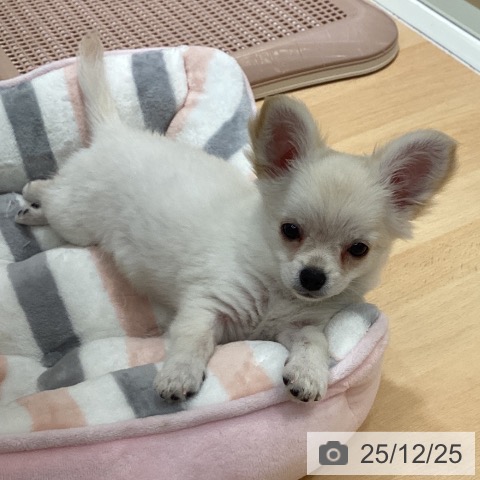 石川県のチワワ(ロング) (ペットプラス 新小松店/2025年10月10日生まれ/女の子/クリーム)の子犬の3枚目の画像