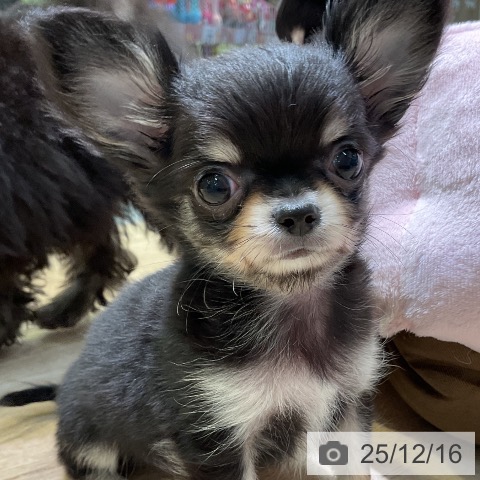 愛知県のチワワ(ロング) (ペットプラス 岡崎店/2025年10月8日生まれ/女の子/ブラックタン)の子犬の3枚目の画像