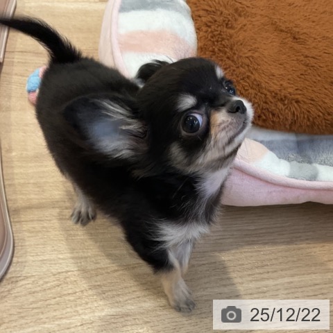 愛知県のチワワ(ロング) (ペットプラス 岡崎店/2025年10月8日生まれ/女の子/ブラックタン)の子犬の3枚目の画像