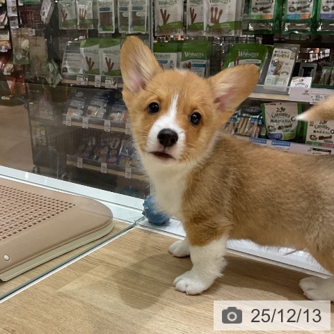 ウェルシュ・コーギー・ペンブロークの写真