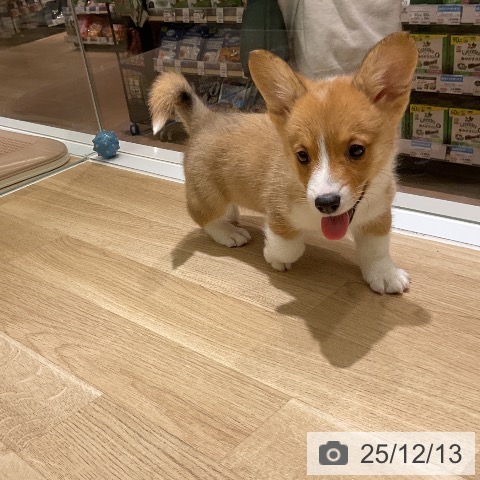 ウェルシュ・コーギー・ペンブロークの写真