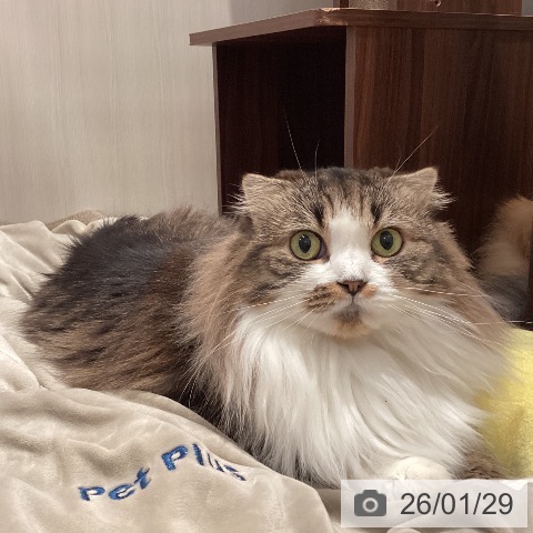 スコティッシュフォールドの写真