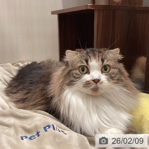 スコティッシュフォールドの写真