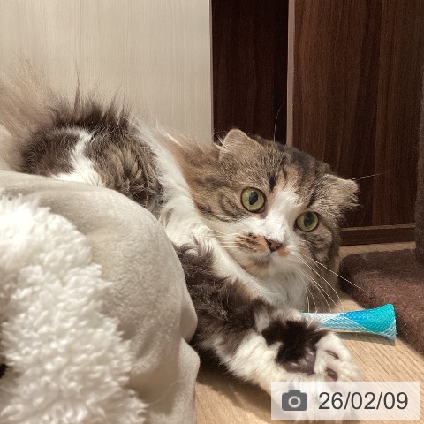 スコティッシュフォールドの写真