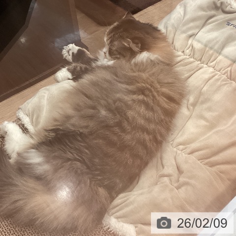 スコティッシュフォールドの写真