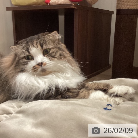 スコティッシュフォールドの写真