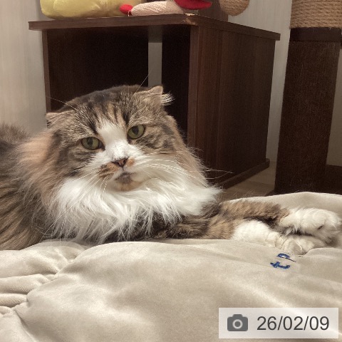 スコティッシュフォールドの写真