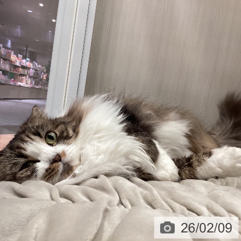 スコティッシュフォールドの写真