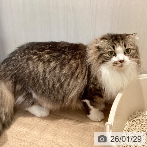 スコティッシュフォールドの写真