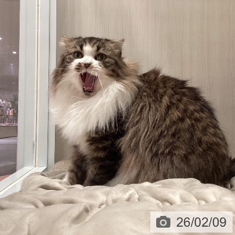 スコティッシュフォールドの写真