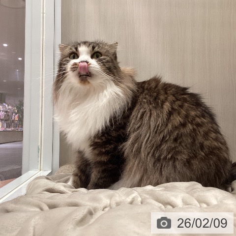 スコティッシュフォールドの写真