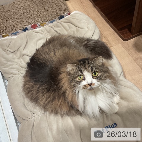 スコティッシュフォールドの写真