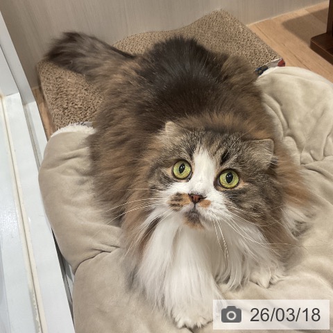 スコティッシュフォールドの写真