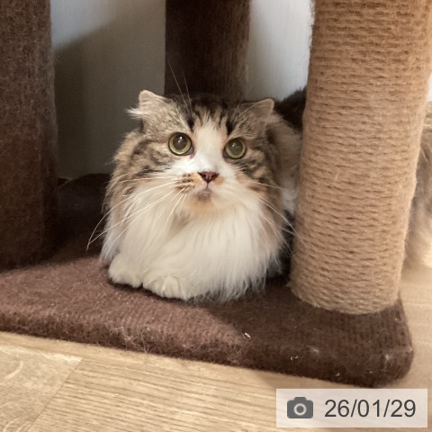 スコティッシュフォールドの写真