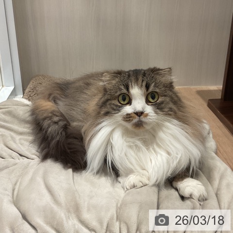 スコティッシュフォールドの写真