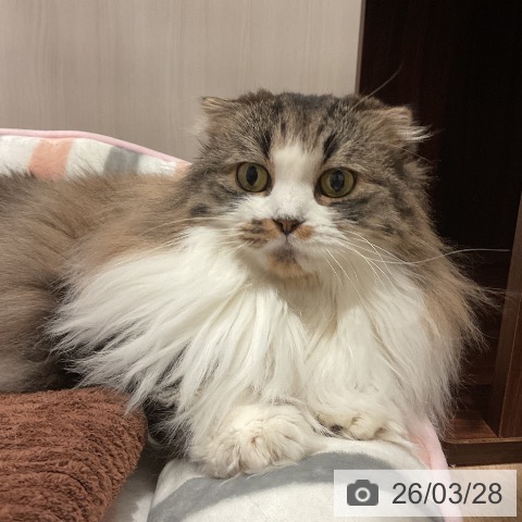 スコティッシュフォールドの写真