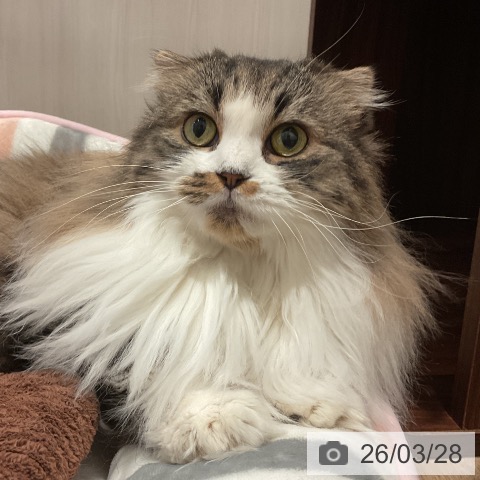 スコティッシュフォールドの写真