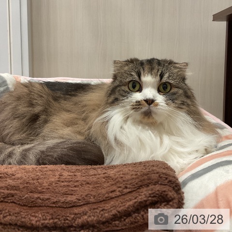 スコティッシュフォールドの写真