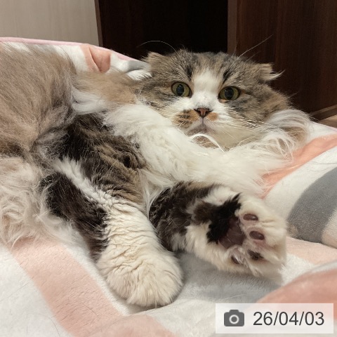 スコティッシュフォールドの写真