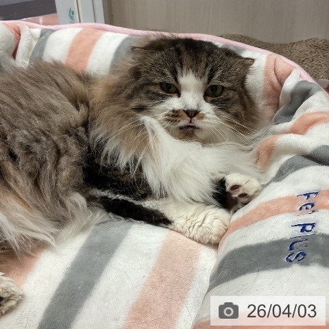 スコティッシュフォールドの写真