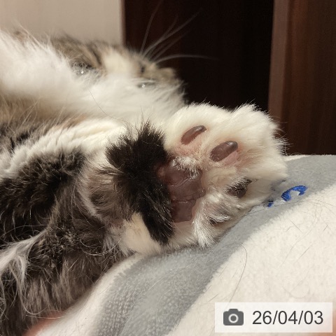 スコティッシュフォールドの写真