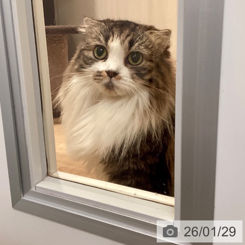 スコティッシュフォールドの写真