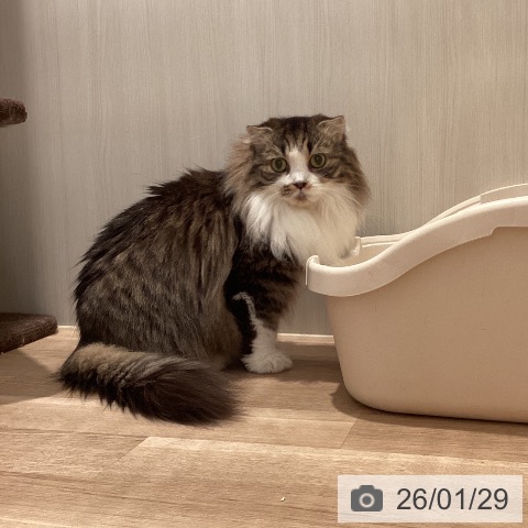 スコティッシュフォールドの写真