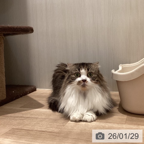 スコティッシュフォールドの写真