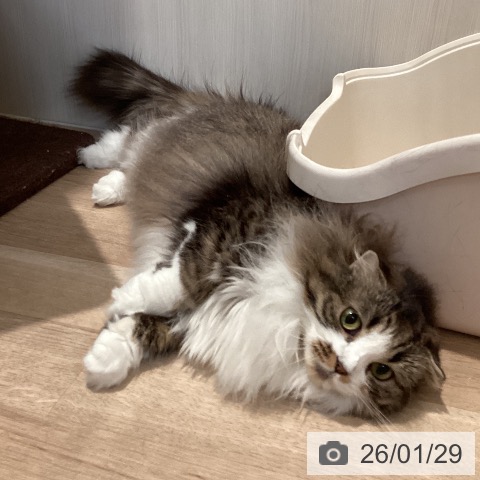 スコティッシュフォールドの写真