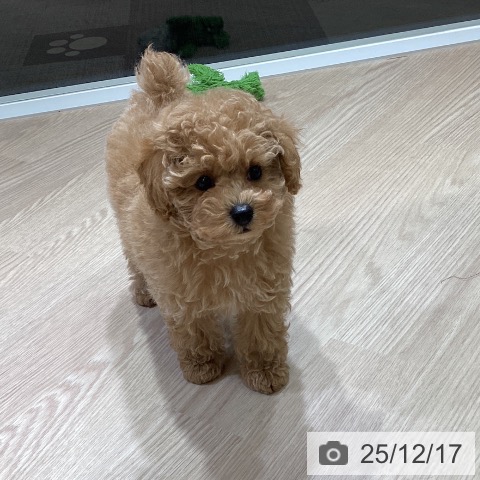 富山県のトイプードル(トイ) (ペットプラス 高岡店/2025年10月11日生まれ/男の子/アプリコット)の子犬の4枚目の画像