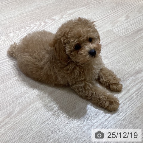 富山県のトイプードル(トイ) (ペットプラス 高岡店/2025年10月11日生まれ/男の子/アプリコット)の子犬の4枚目の画像