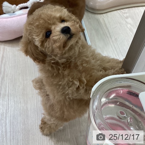 富山県のトイプードル(トイ) (ペットプラス 高岡店/2025年10月11日生まれ/男の子/アプリコット)の子犬の3枚目の画像