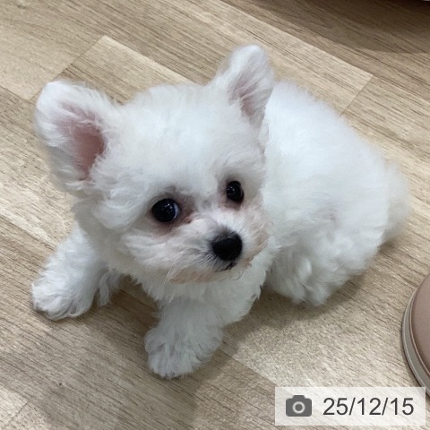 岐阜県のビションフリーゼ (ペットプラス 各務原店/2025年10月10日生まれ/女の子/ホワイト)の子犬の4枚目の画像