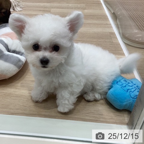 岐阜県のビションフリーゼ (ペットプラス 各務原店/2025年10月10日生まれ/女の子/ホワイト)の子犬の3枚目の画像