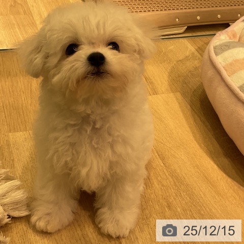 ビション・フリーゼの写真