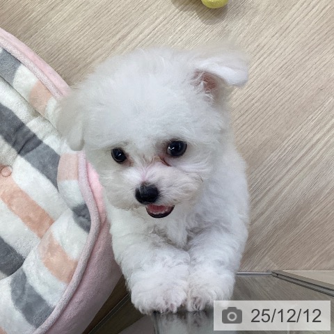 ビション・フリーゼの写真