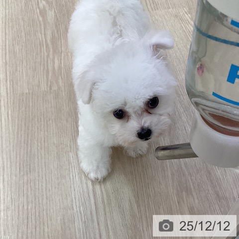 ビション・フリーゼの写真