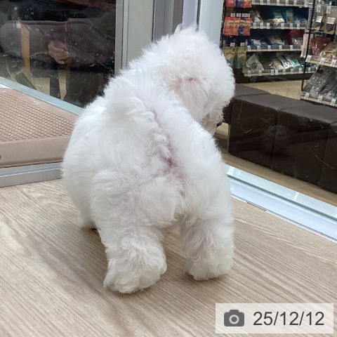 ビション・フリーゼの写真