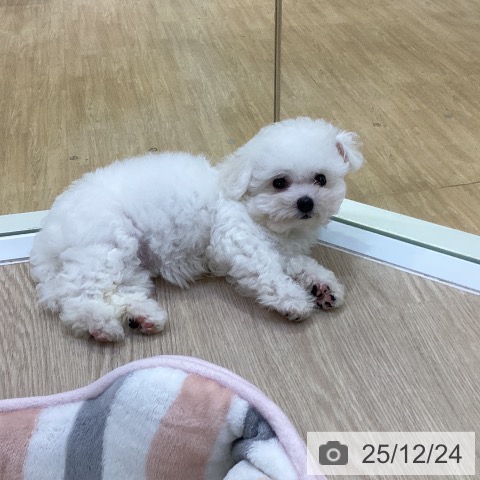 愛知県のビションフリーゼ (ペットプラス ナゴヤドーム前店/2025年10月10日生まれ/女の子/ホワイト)の子犬の4枚目の画像