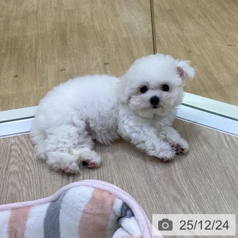 愛知県のビションフリーゼ (ペットプラス ナゴヤドーム前店/2025年10月10日生まれ/女の子/ホワイト)の子犬の3枚目の画像