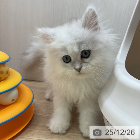 愛知県のペルシャ (ペットプラス 岡崎店/2025年10月11日生まれ/男の子/チンチラシルバー)の子猫の3枚目の画像